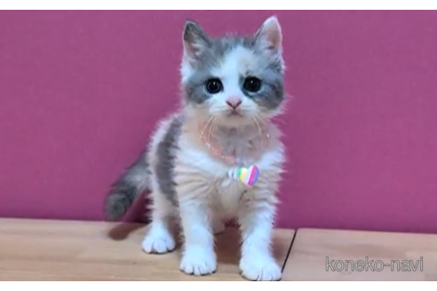 成約済の東京都のマンチカン-101306の3枚目